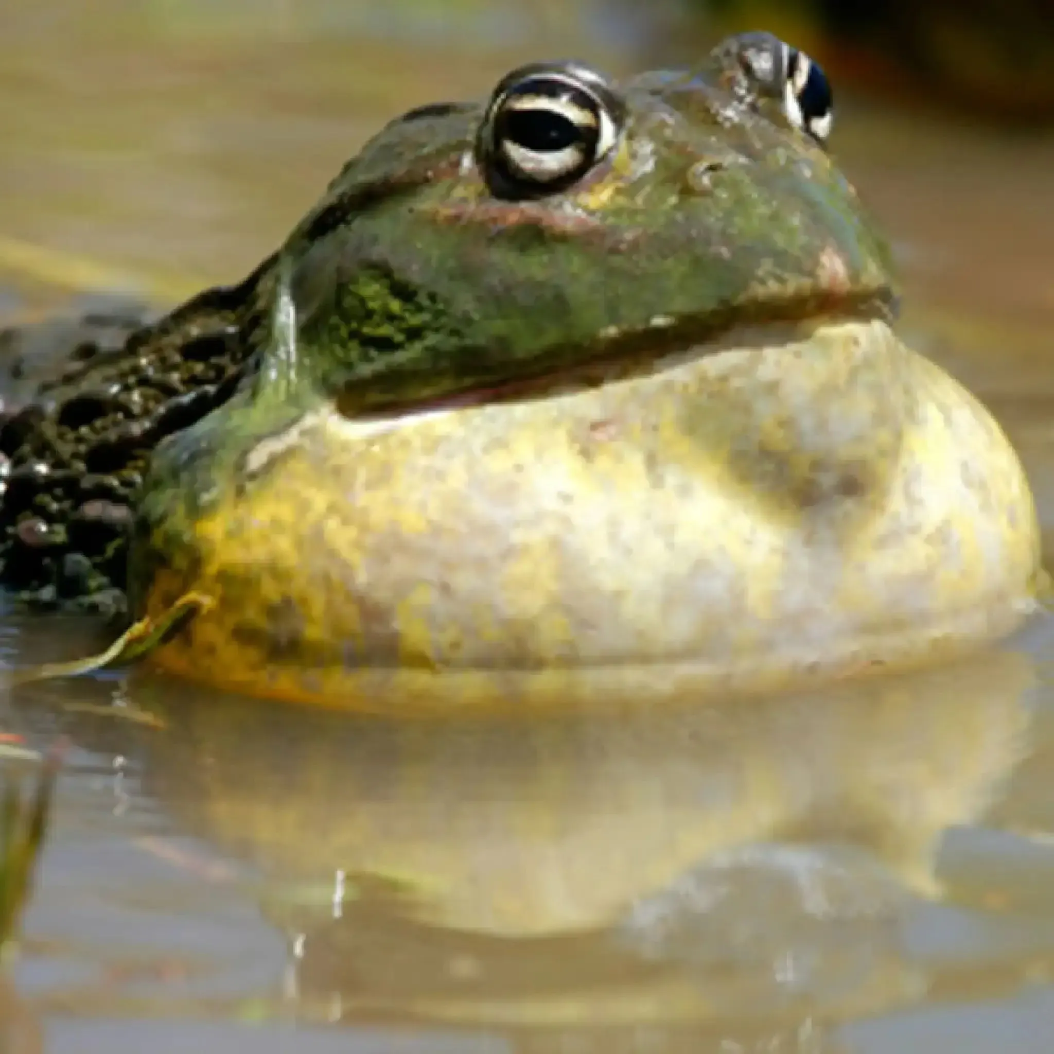 African Bull Frog Setup