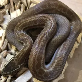 African House Snake Setup