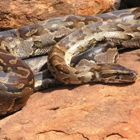 African Rock Python Setup