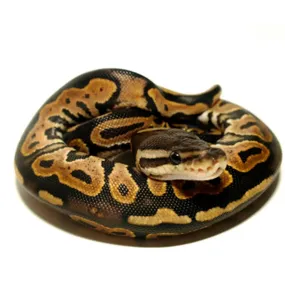 Ball Python Setup