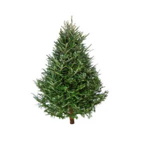 Balsam Fir Christmas Tree - Premium, Fresh Cut