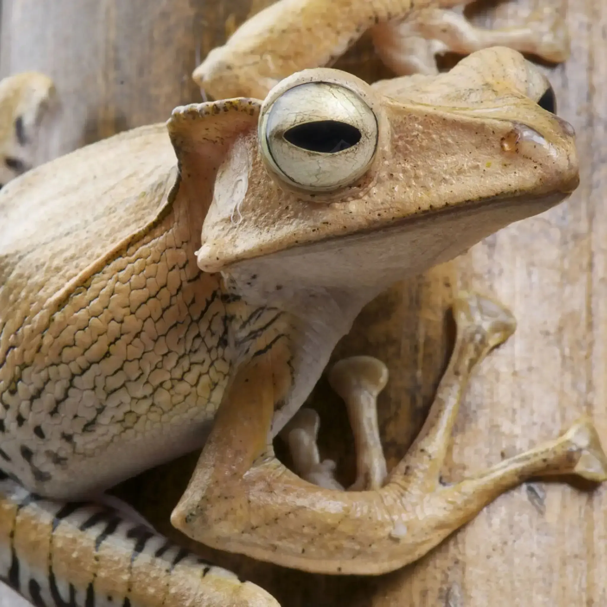 Borneo Ear Frog Setup