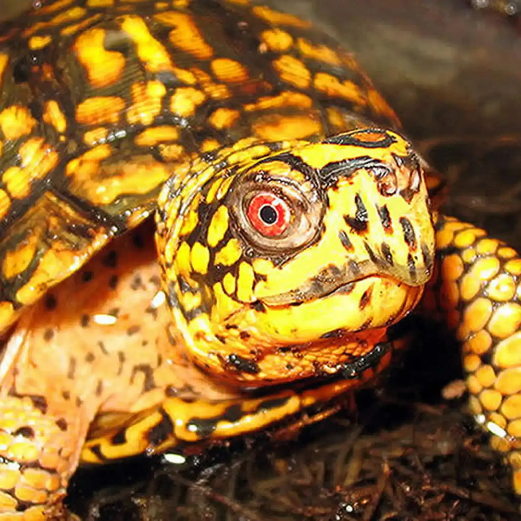 Box Turtle Setup