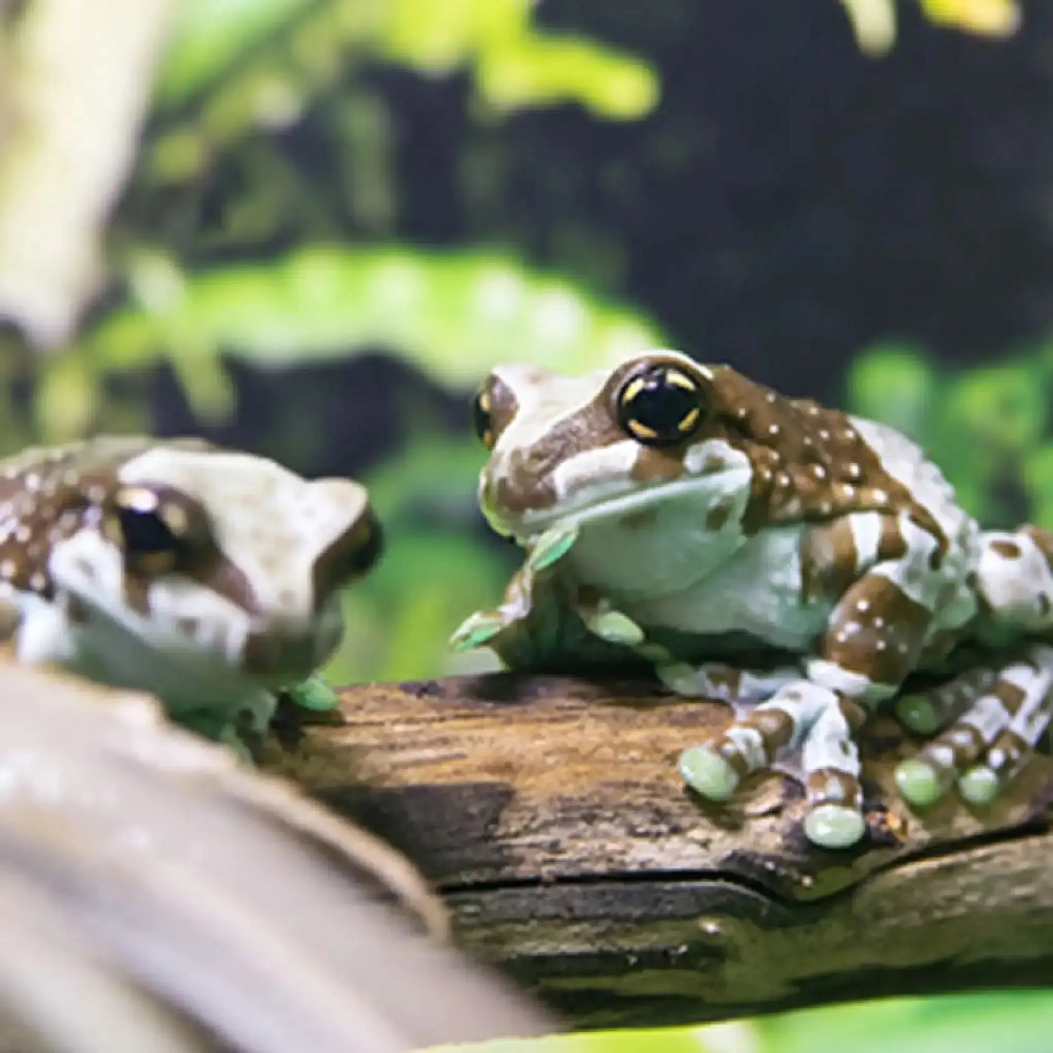 Brazilian Milk Frog Setup