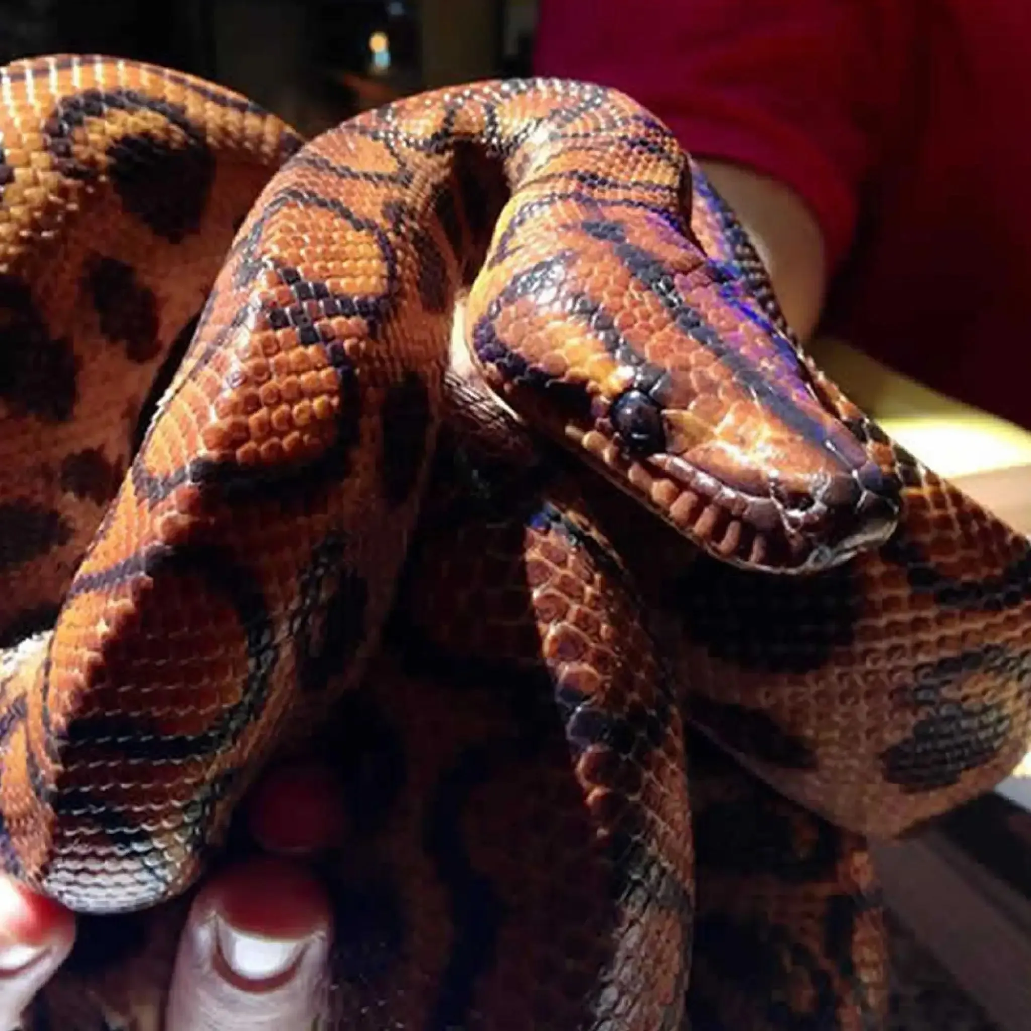 Brazilian Rainbow Boa Setup