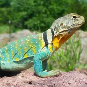 Collared Lizard Setup