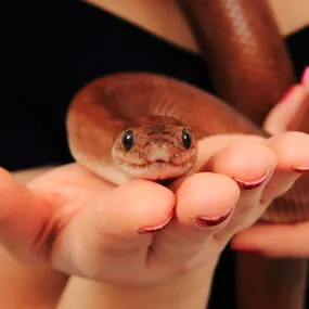 Columbian Rainbow Boa Setup