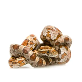 Corn Snake Setup