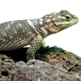 Crevice Spiny Lizard Setup