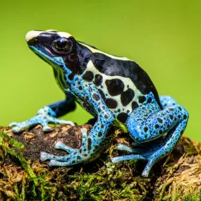 Dart Frog Setup