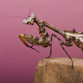 Dead Leaf Mantis Setup