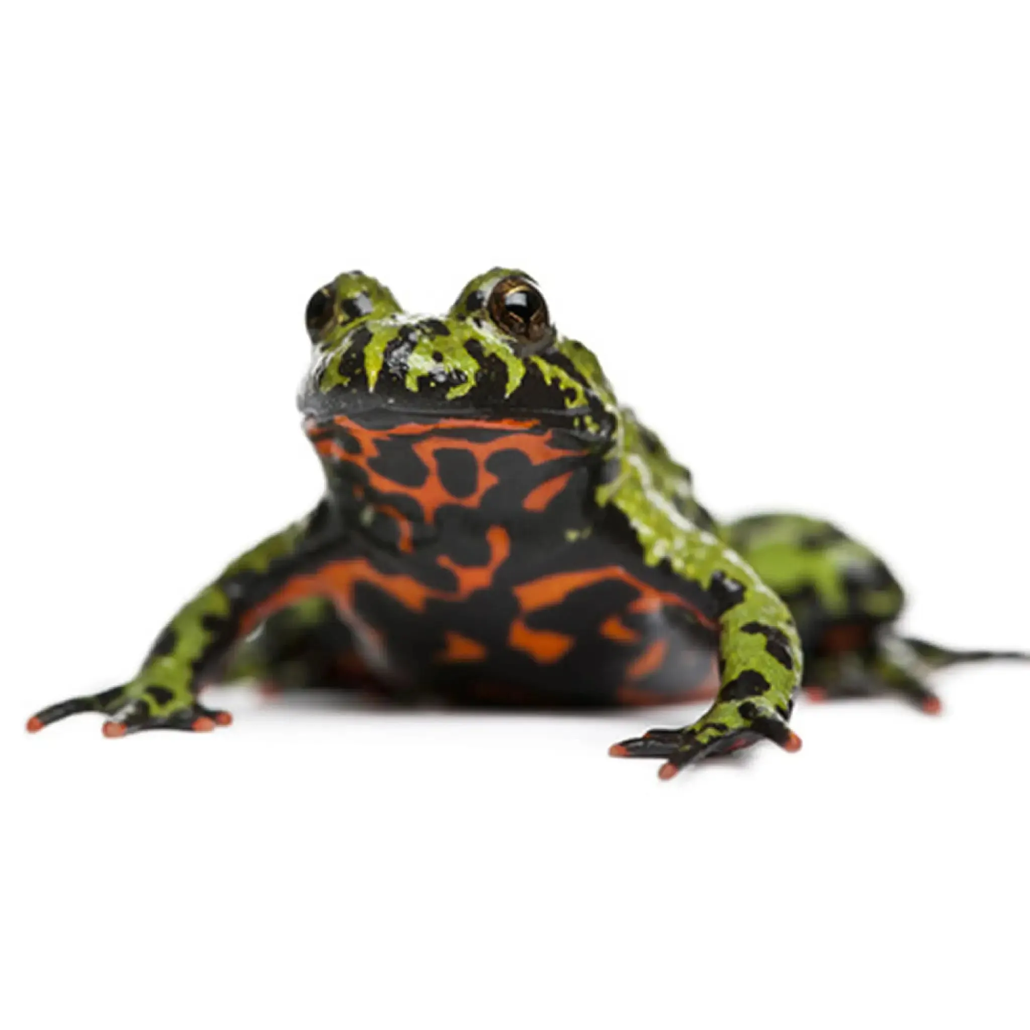 Fire-bellied Toad Setup