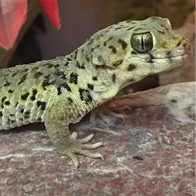 Frog Eyed Gecko Setup