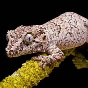 Gargoyle Gecko Setup