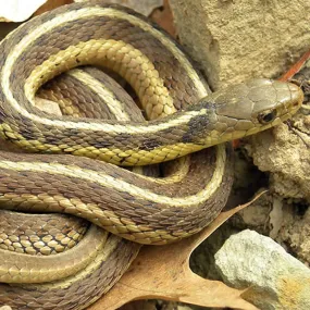 Garter Snake Setup