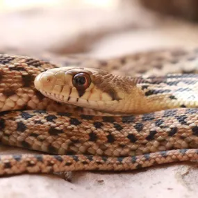 Gopher Snake Setup