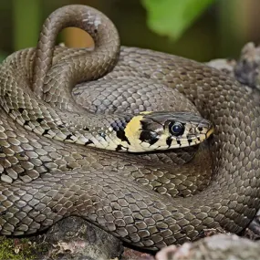 Grass Snake Setup