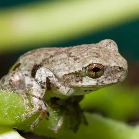 Gray Tree Frog Setup