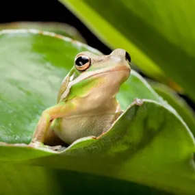 Green Tree Frog Setup