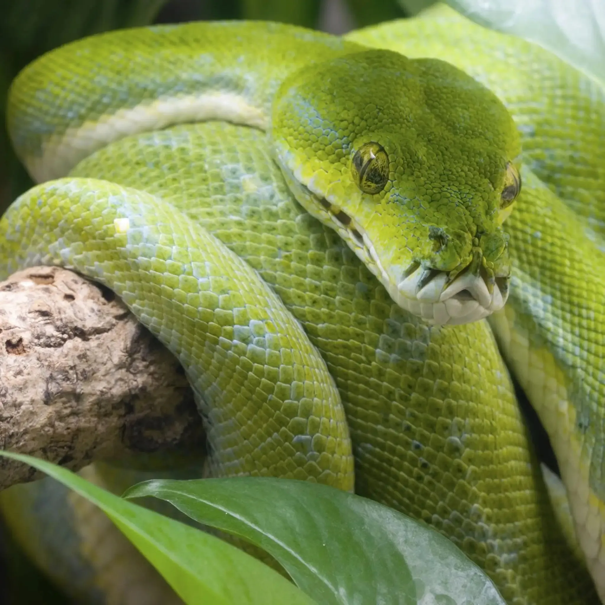 Green Tree Python Setup