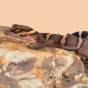 Hainan Cave Gecko Setup