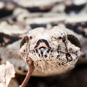 Hogg Island Boa Setup