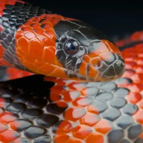 Honduran Milk Snake Setup