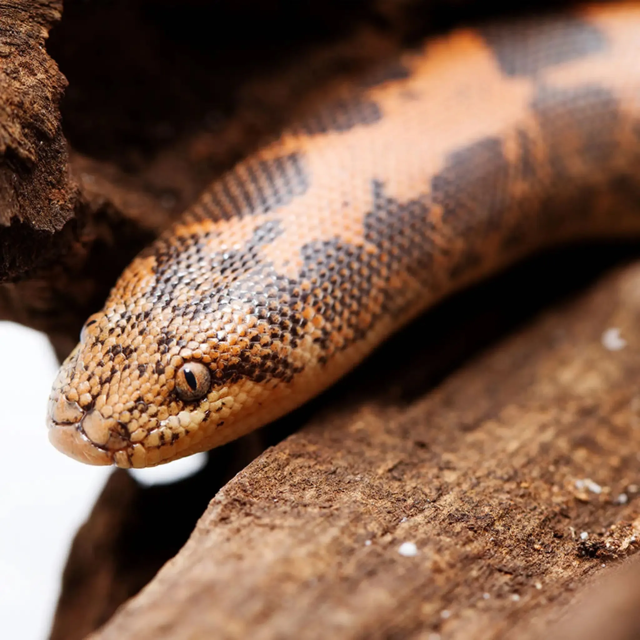 Kenyan Sand Boa Setup