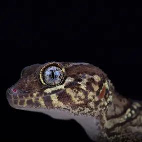 Madagascan Ground Gecko Setup