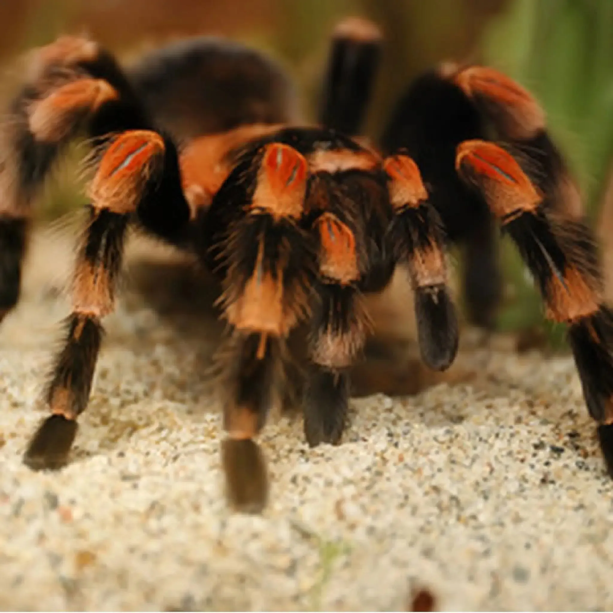 Mexican Red-kneed Tarantula Setup