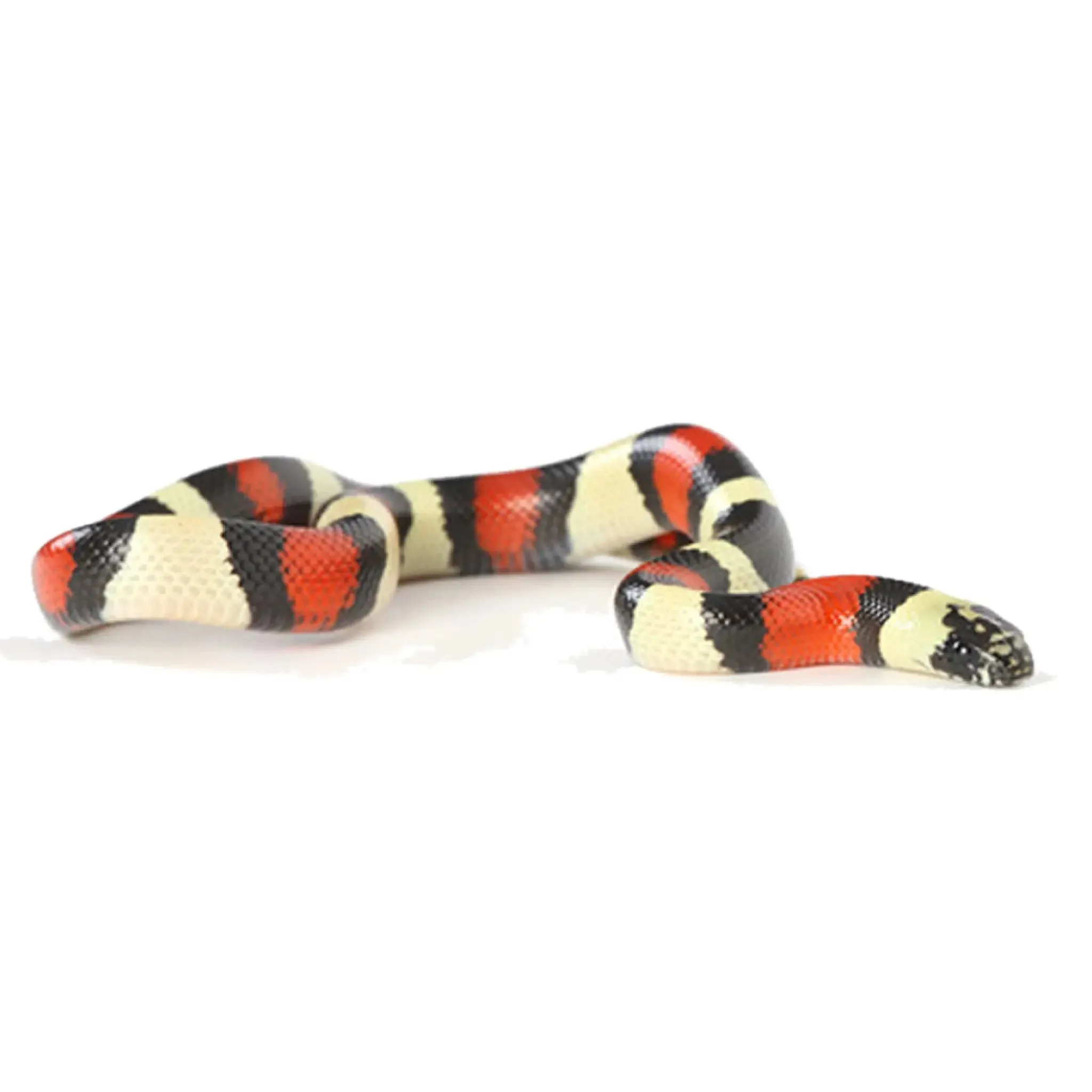 Milk Snake Setup