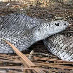 Pine Snake Setup