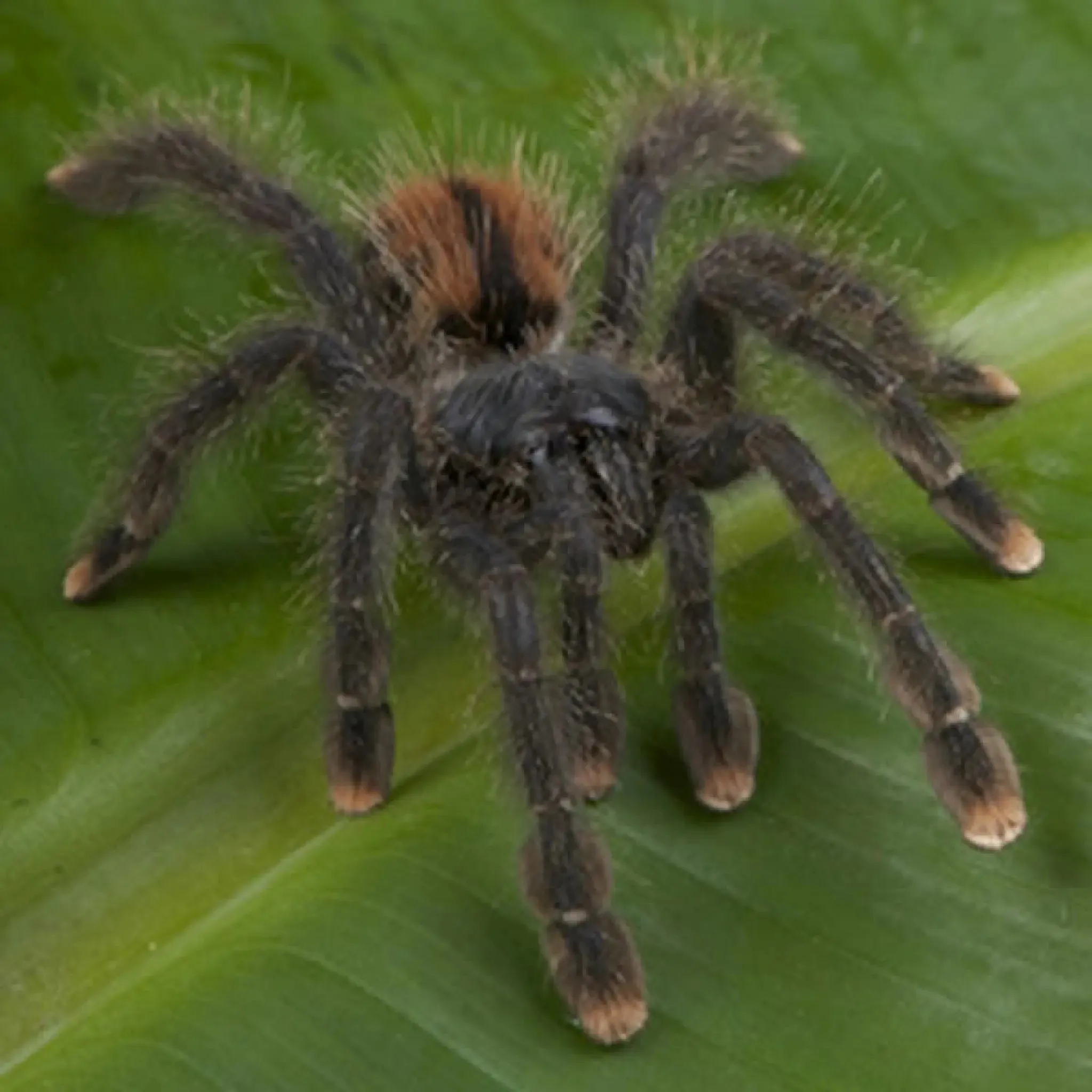 Pinktoe Tarantula Setup